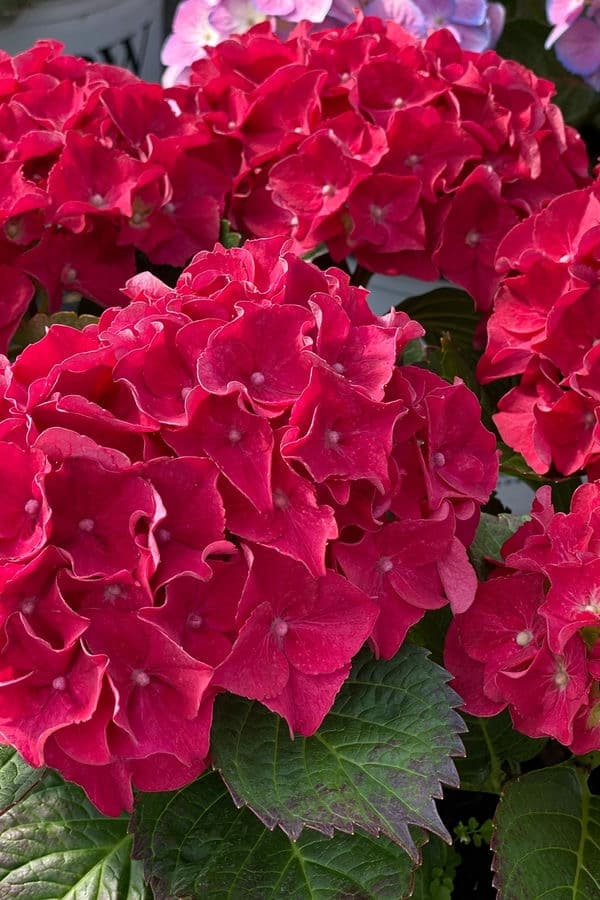 Red Hydrangea