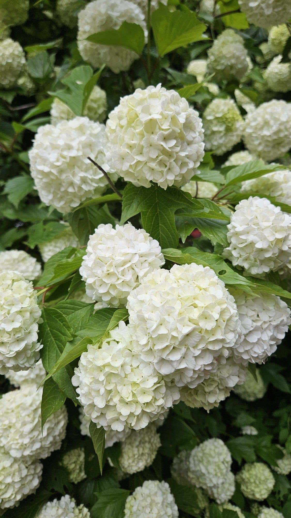 White Hydrangea