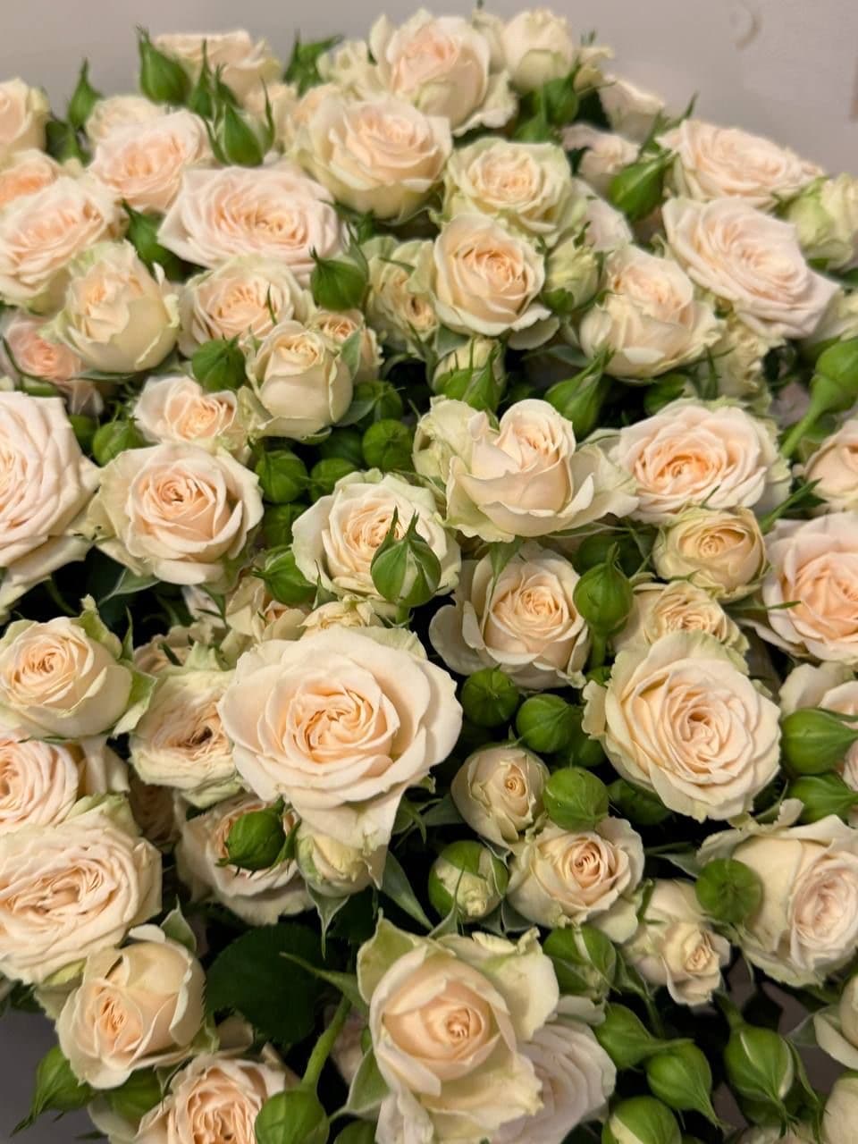Nude Colored Roses